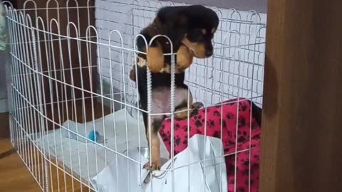 New Puppy Climbs Over Playpen