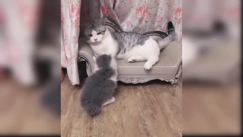 cat funny and cute videos