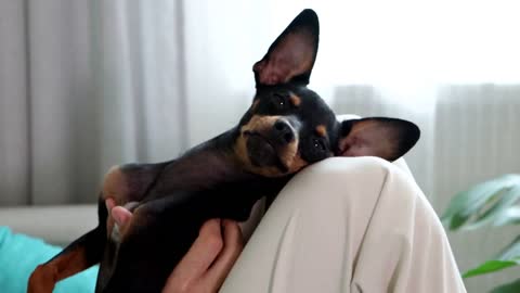 Woman owner is giving massage to a cute dog lie at her leg