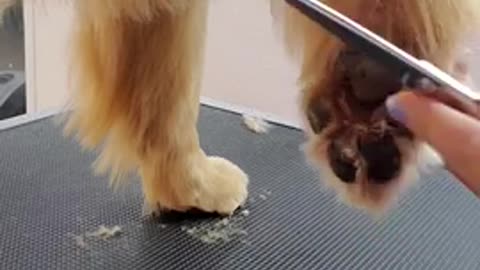 Cute dog paws Shaving out the pads