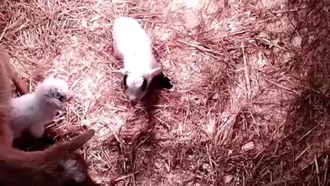 Baby Goat Screams When You Say "Sweety"/Nigerian Dwarf Doeling