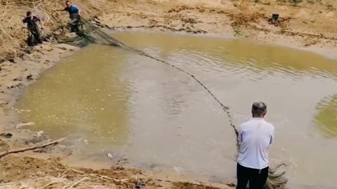 Amazing best trap net fishing, Natural Net fishing Pond village fishing, a lot fish videos