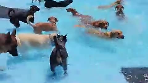 Funny dogs have pool day : They love pool 😘😘cute dogs swimming 💞