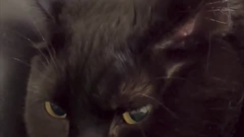 Cute Precious Piper is a Falling Asleep Lap Cat - Adopting a Cat from a Shelter Vlog #shorts