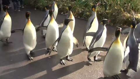 Pinguin walk- Zoo Base HD