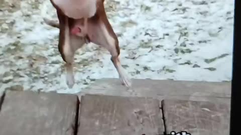 DOG WITH 2 LEGS