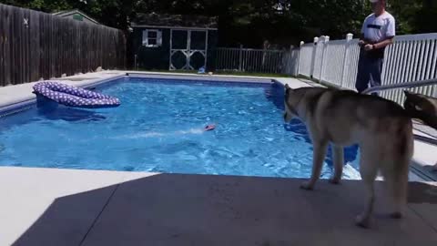 This Husky LOVES Swimming in the Pool! Who will Join her?