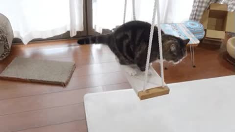 cat on swing