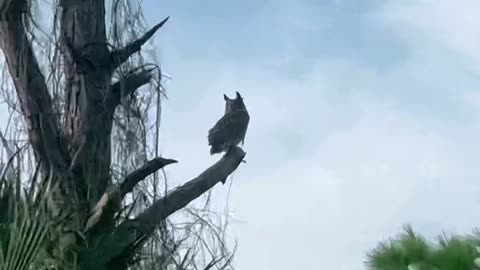 Great Horned Owl