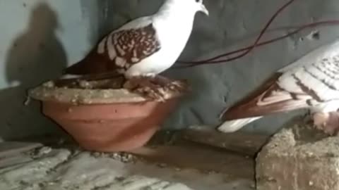 Swallow pigeons __ حمامة ريشها كيرلي