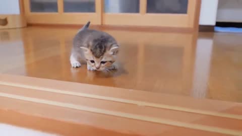 Cute Kitten Approaching The Daddy cat to play whith him