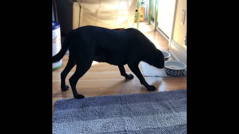 Dog is fearful of scary paper towel