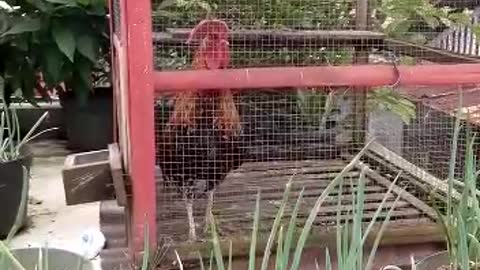 This chicken is always happy and laughing