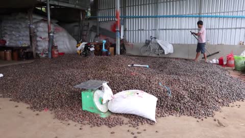 Cashew Cultivation and Cashew Nut Harvesting in My Village-2