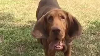 Bloodhound floppy wrinkles