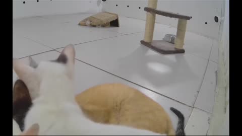 Adorable Trio of Cats Lounging in Cozy Room! ___