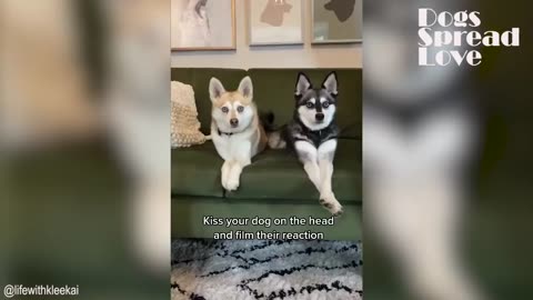 Kiss Your Dog On The Head And Record Their Reaction