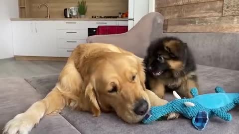 My Dog Gets Annoyed by New Puppy From Day One