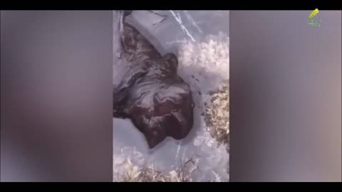 Scientists at a Dead End Creature of EXTRATERRESTRIAL ORIGIN In the open air on a beach in Indonesia