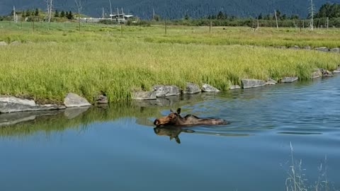 Moose Swimming on a Hot Summer Day