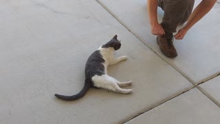 Friendly Cat just outside Church