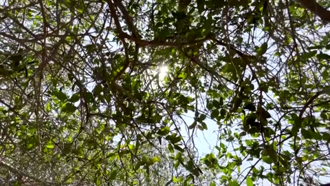 UAE bets on mangroves to fight climate change