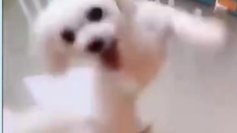 FUNNY DANCING DOG GOING UPSTAIRS ON TWO LEGS