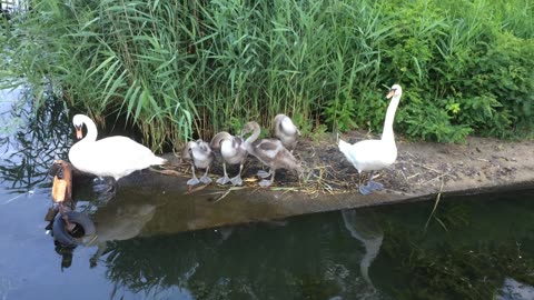 Trumpeter Swan Chicks