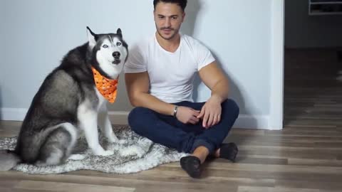 Husky Reacts to a Talking Robotic Vaccum | #siberianhusky #trending