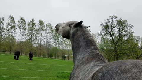 Happy Friesdale horse getting a butt rub