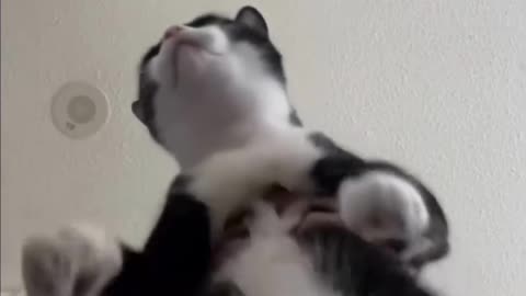 A different Cat Dancing