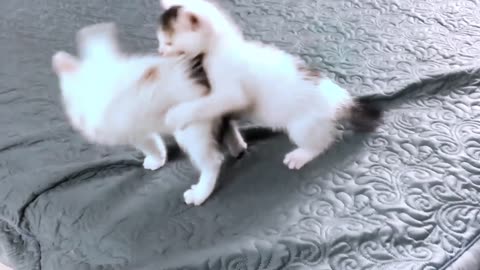 Cute Kitten- Funny & Cute Cats