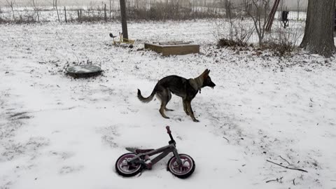 Sunami playing in her first snow