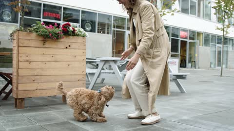 Funny cute dog jumping on his friend