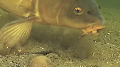 So what went wrong__carp_fishing_underwater