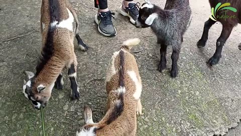 Goats Funny Cute Video 🔴 Cute and Funny Sheep and Goat Eating Video Fight