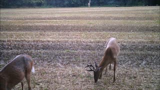 Fred Zepplin 2021, 8/9/21 Heavy Rain And Smaller Bucks!