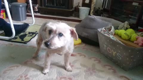 Blind deaf mitch the Norfolk Terrier get a shave.