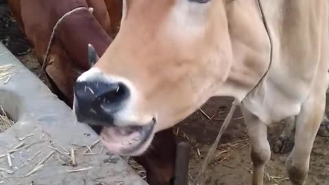 creazy sound of cow and please follow me