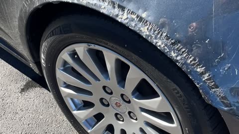 Wild Animal Damages Cadillac at Dealership