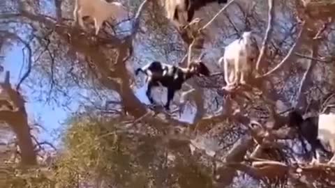 Funny Goats on the Tree #short