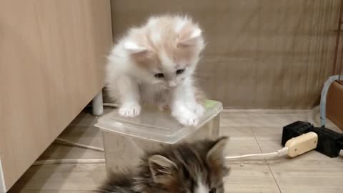 Cute Kitten Playing - Video 2 - 2024