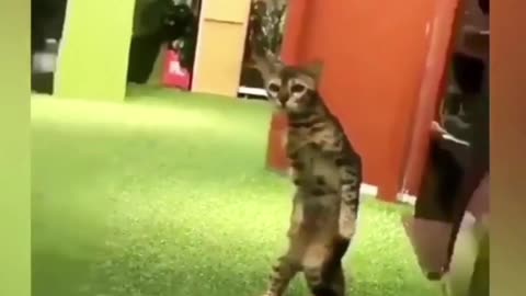 Funny cats video tiktok viral 2024 #7