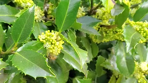 Bees working in a holly tree