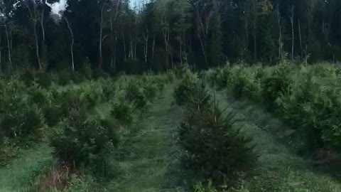 Inside a large Bucks County tree farm near Doylestown pa