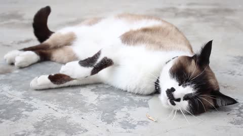 sexy Cat sleeping outdoors