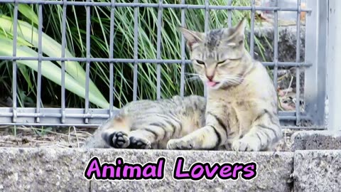 Animal Lovers 8