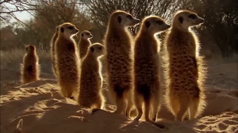 BBC Earth 50 Top Natural History Moments