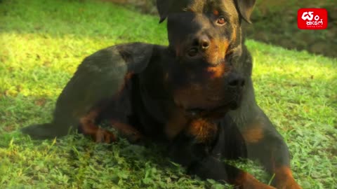 How to choose a Rottweiler Puppy