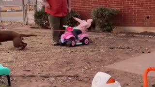 Girl Crashes on Four-Wheeler Pulled by Lab